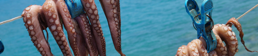 Fisch FK - GM Markt Eshop